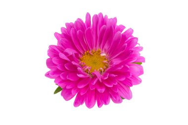 Beyaz arkaplanda izole edilmiş pembe kasımpatı 