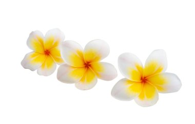 Plumeria çiçeği beyaz arkaplanda izole edilmiş 