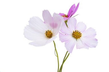 Beyaz arkaplanda kosmeya çiçeği izole 