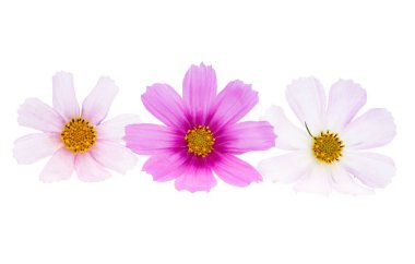 Beyaz arkaplanda kosmeya çiçeği izole 