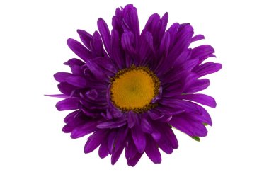 Beyaz arka plan üzerinde izole aster çiçek 