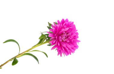 Beyaz arka plan üzerinde izole aster çiçek 