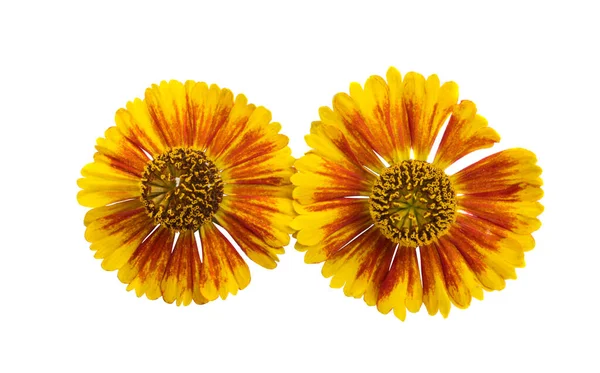 Fiore Helenium Isolato Sfondo Bianco — Foto Stock