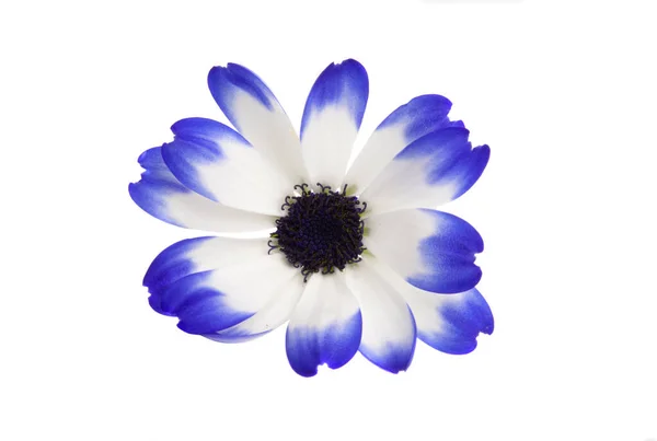 Pericallis Senetti Geïsoleerd Witte Achtergrond — Stockfoto