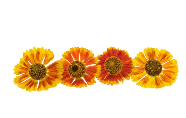 Fiore Helenium Isolato Sfondo Bianco — Foto Stock