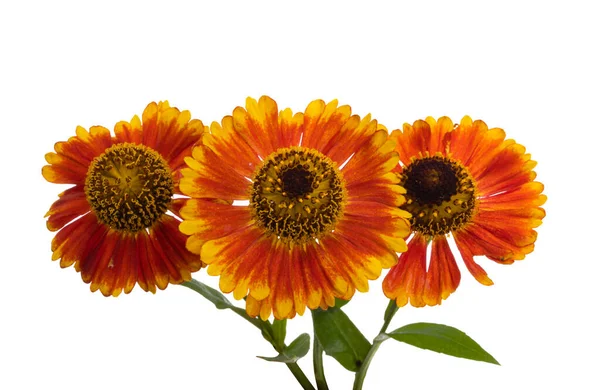 Fiore Helenium Isolato Sfondo Bianco — Foto Stock