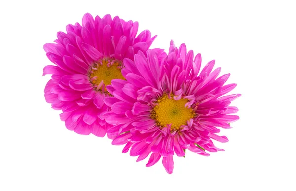 Pink Chrysanthemum Isolated White Background — Stock Photo, Image