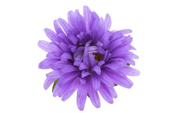 Aster Blomma Isolerad Vit Bakgrund — Stockfoto