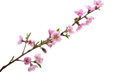 Sakura dalı beyaz arkaplanda izole edildi 