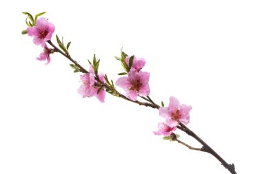 Sakura dalı beyaz arkaplanda izole edildi 