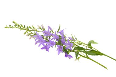 Beyaz arka plan üzerinde izole çan çiçekleri 