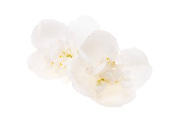 yasemin çiçeği beyaz arkaplanda izole edilmiş 