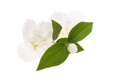 yasemin çiçeği beyaz arkaplanda izole edilmiş 