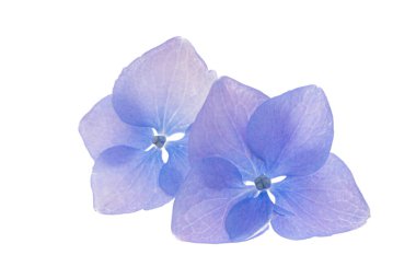 Beyaz arka plan üzerinde izole mavi ortanca 