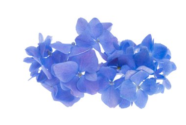 Beyaz arka plan üzerinde izole mavi ortanca 