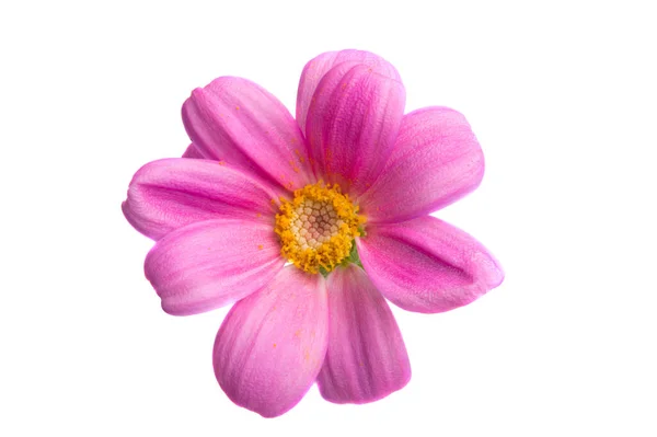 白色背景的粉红洋甘菊 — 图库照片