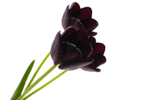 Black Tulips Isolated White Background — Stock Photo, Image