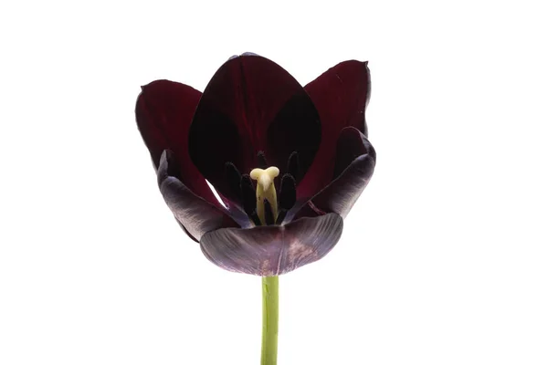 Schwarze Tulpen Isoliert Auf Weißem Hintergrund — Stockfoto