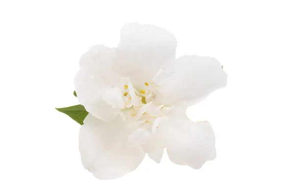Jasmine Flower Isolated White Background — Stock Photo, Image