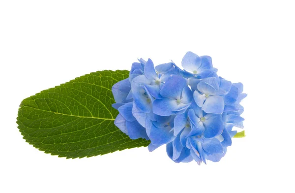 Blue Hydrangea Isolated White Background — Stock Photo, Image