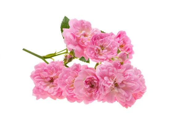 Kleine Rosa Rosen Isoliert Auf Weißem Hintergrund — Stockfoto