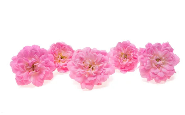 Pequenas Rosas Rosa Isoladas Fundo Branco — Fotografia de Stock