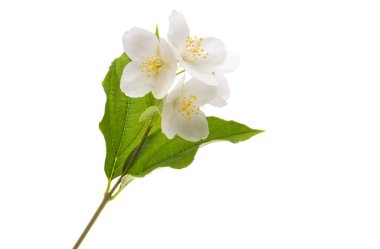 yasemin çiçeği beyaz arkaplanda izole edilmiş 