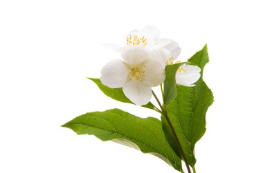 yasemin çiçeği beyaz arkaplanda izole edilmiş 