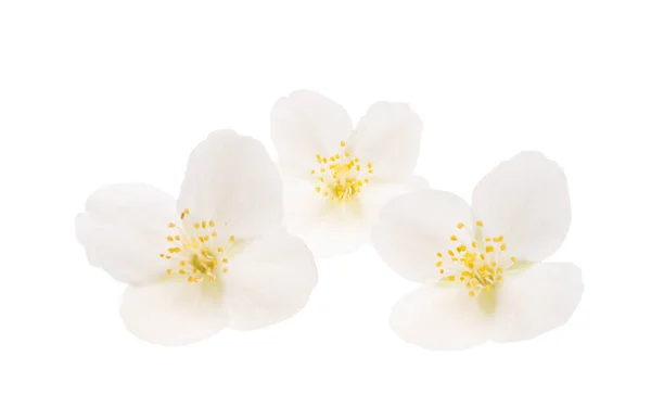 Jasmín Květiny Izolované Bílém Pozadí — Stock fotografie