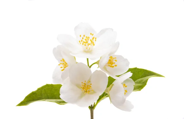 Jasmine Flower Isolated White Background — Stock Photo, Image