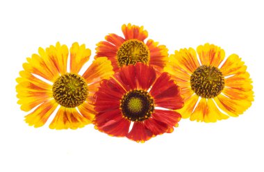 Beyaz arka plan üzerinde izole helenium çiçek