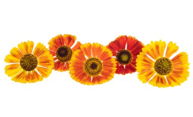 Beyaz arka plan üzerinde izole helenium çiçek