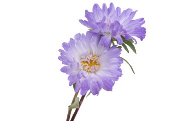 Beyaz arka plan üzerinde izole aster çiçek 