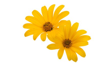 Beyaz arka plan üzerinde izole rudbeckia çiçek 
