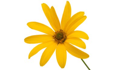 Beyaz arka plan üzerinde izole rudbeckia çiçek 