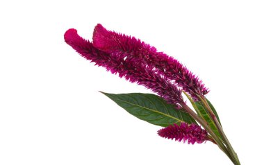 Celosia kristosu beyaz arkaplanda izole edildi 