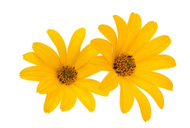 Beyaz arka plan üzerinde izole rudbeckia çiçek 