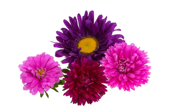 Aster Blomma Isolerad Vit Bakgrund — Stockfoto