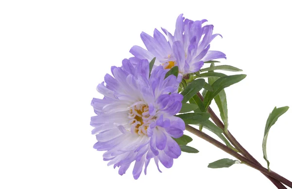 Aster Fiore Isolato Sfondo Bianco — Foto Stock