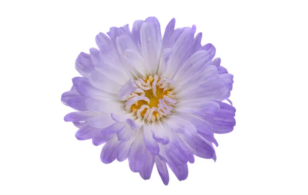 Aster Fleur Isolé Sur Fond Blanc — Photo