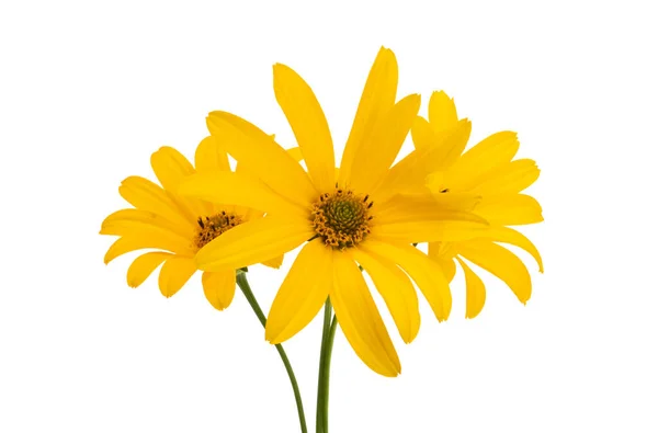 Rudbeckia Fiore Isolato Sfondo Bianco — Foto Stock