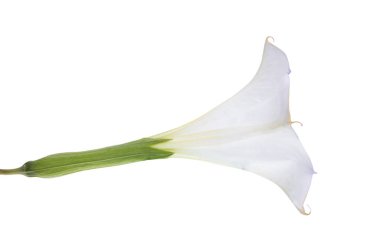 datura çiçeği beyaz arkaplanda izole 