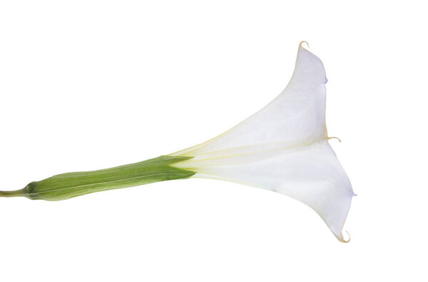 datura flower isolated on white background 
