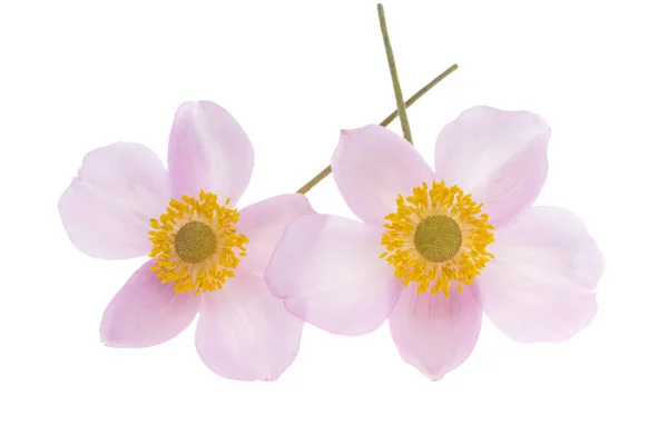 Japanese Anemone Isolated White Background — Stock Photo, Image