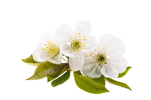 Fiore Ciliegio Isolato Sfondo Bianco — Foto Stock