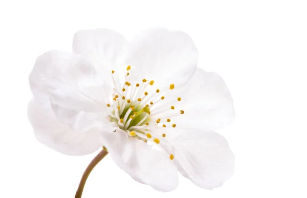 Вишневий Цвіт Ізольований Білому Тлі — стокове фото