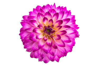 Yıldız çiçeği beyaz arkaplanda izole edilmiş 