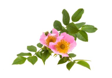 gül kalçaları beyaz arkaplanda izole edildi 