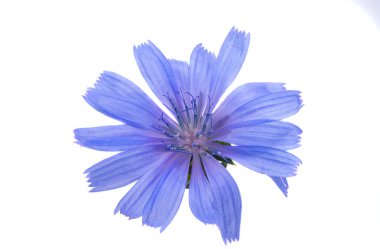 Beyaz arkaplanda izole edilmiş hindiba çiçeği 