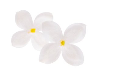 Leylak çiçeği, beyaz arkaplanda izole bir şekilde kapat 